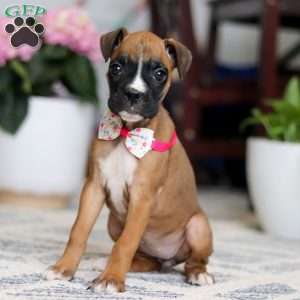 Denali, Boxer Puppy